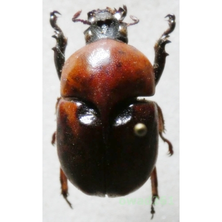 Peperonota harringtoni Westwood, 1847 male +20mm Thailand35